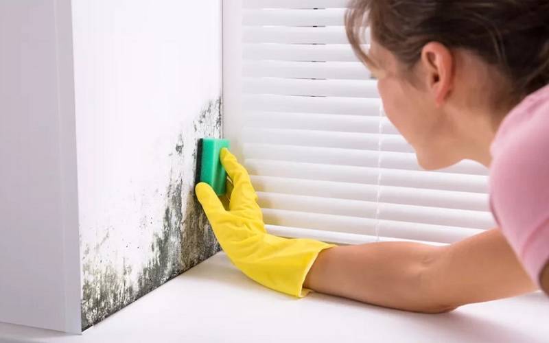 Dịch vụ làm sạch tường nhà bị mốc hiệu quả, chuyên nghiệp tại Hà Nam